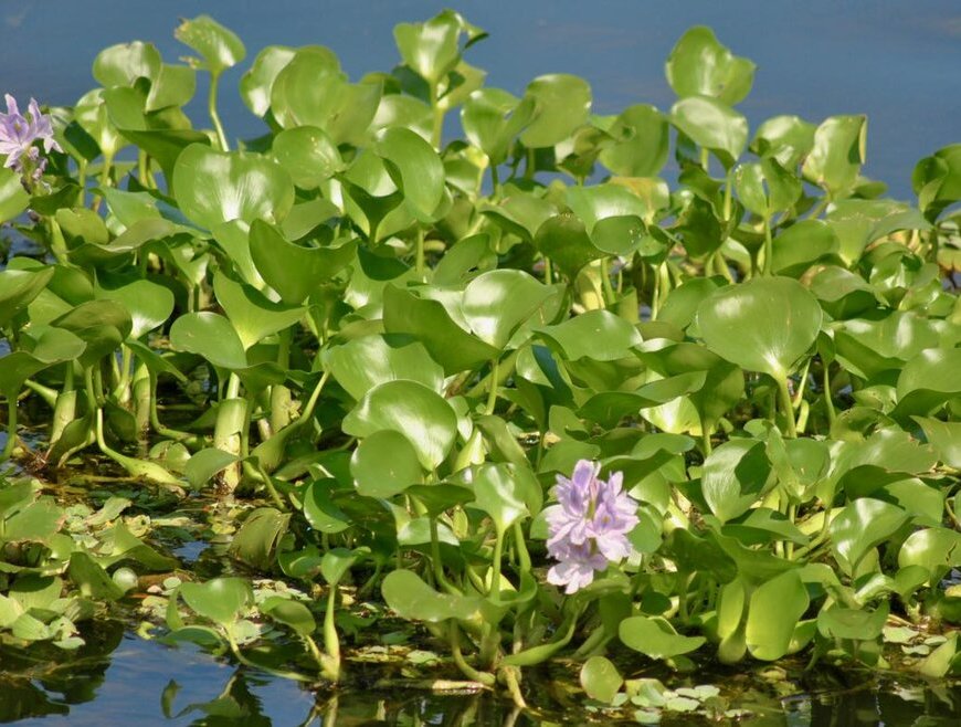 water hyacinth biofuel